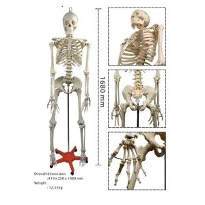 Human Skeleton Plastic stand