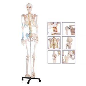 Human Skeleton steel stand